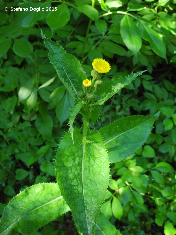 Sonchus sp.